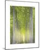 Hybrid Poplars 1-Don Paulson-Mounted Giclee Print