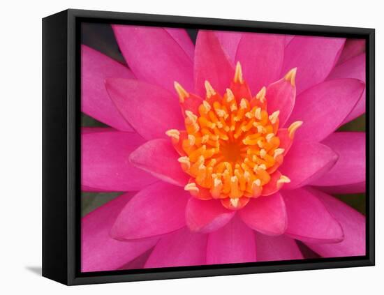 Hybrid Water Lily, Louisville, Kentucky, USA-Adam Jones-Framed Premier Image Canvas