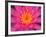 Hybrid Water Lily, Louisville, Kentucky, USA-Adam Jones-Framed Photographic Print