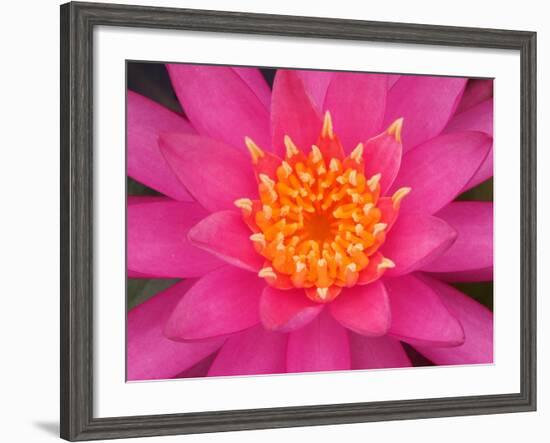 Hybrid Water Lily, Louisville, Kentucky, USA-Adam Jones-Framed Photographic Print