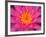 Hybrid Water Lily, Louisville, Kentucky, USA-Adam Jones-Framed Photographic Print