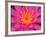 Hybrid Water Lily, Louisville, Kentucky, USA-Adam Jones-Framed Photographic Print