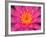 Hybrid Water Lily, Louisville, Kentucky, USA-Adam Jones-Framed Photographic Print