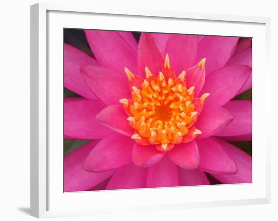 Hybrid Water Lily, Louisville, Kentucky, USA-Adam Jones-Framed Photographic Print