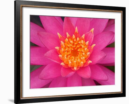 Hybrid Water Lily, Louisville, Kentucky, USA-Adam Jones-Framed Photographic Print