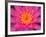 Hybrid Water Lily, Louisville, Kentucky, USA-Adam Jones-Framed Photographic Print