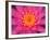 Hybrid Water Lily, Louisville, Kentucky, USA-Adam Jones-Framed Photographic Print