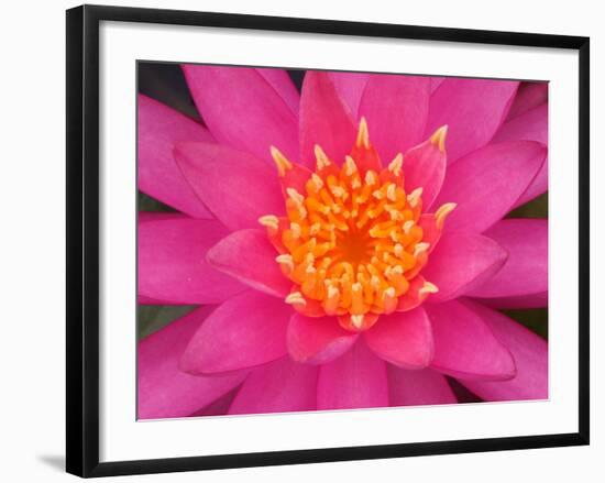 Hybrid Water Lily, Louisville, Kentucky, USA-Adam Jones-Framed Photographic Print