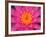 Hybrid Water Lily, Louisville, Kentucky, USA-Adam Jones-Framed Photographic Print