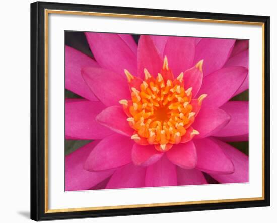 Hybrid Water Lily, Louisville, Kentucky, USA-Adam Jones-Framed Photographic Print