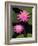 Hybrid Water Lily, Louisville, Kentucky, USA-Adam Jones-Framed Photographic Print