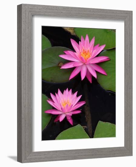 Hybrid Water Lily, Louisville, Kentucky, USA-Adam Jones-Framed Photographic Print