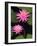 Hybrid Water Lily, Louisville, Kentucky, USA-Adam Jones-Framed Photographic Print