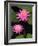 Hybrid Water Lily, Louisville, Kentucky, USA-Adam Jones-Framed Photographic Print