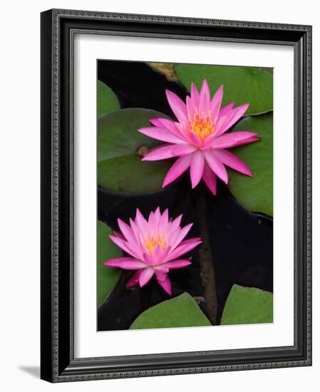 Hybrid Water Lily, Louisville, Kentucky, USA-Adam Jones-Framed Photographic Print