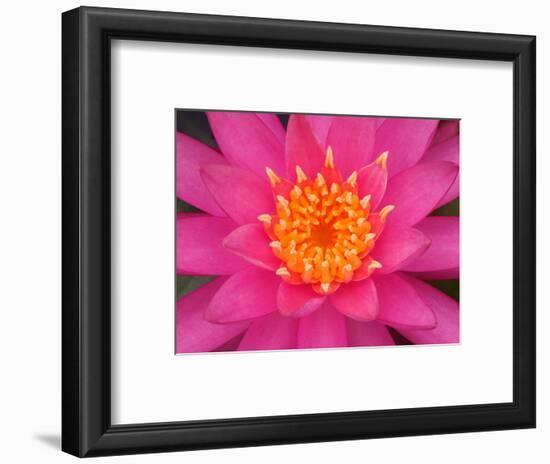 Hybrid Water Lily, Louisville, Kentucky, USA-Adam Jones-Framed Photographic Print