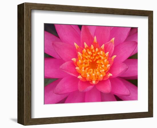 Hybrid Water Lily, Louisville, Kentucky, USA-Adam Jones-Framed Photographic Print