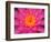 Hybrid Water Lily, Louisville, Kentucky, USA-Adam Jones-Framed Photographic Print