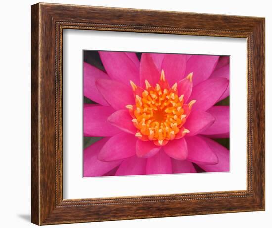 Hybrid Water Lily, Louisville, Kentucky, USA-Adam Jones-Framed Photographic Print