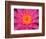 Hybrid Water Lily, Louisville, Kentucky, USA-Adam Jones-Framed Photographic Print