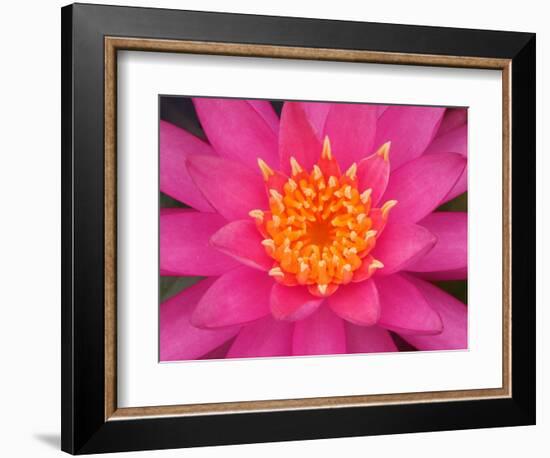 Hybrid Water Lily, Louisville, Kentucky, USA-Adam Jones-Framed Photographic Print