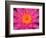 Hybrid Water Lily, Louisville, Kentucky, USA-Adam Jones-Framed Photographic Print