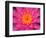 Hybrid Water Lily, Louisville, Kentucky, USA-Adam Jones-Framed Photographic Print