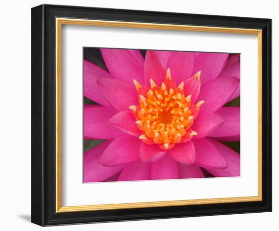 Hybrid Water Lily, Louisville, Kentucky, USA-Adam Jones-Framed Photographic Print