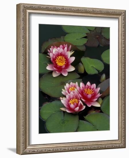 Hybrid Waterlillys, Indiana, USA-Adam Jones-Framed Photographic Print