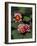 Hybrid Waterlillys, Indiana, USA-Adam Jones-Framed Photographic Print