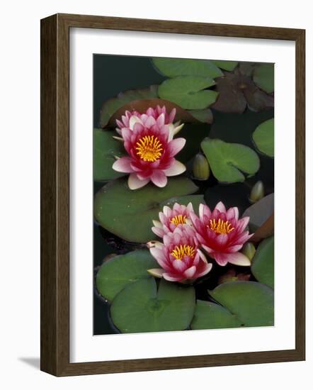 Hybrid Waterlillys, Indiana, USA-Adam Jones-Framed Photographic Print