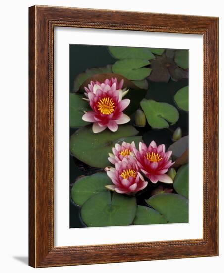 Hybrid Waterlillys, Indiana, USA-Adam Jones-Framed Photographic Print