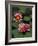 Hybrid Waterlillys, Indiana, USA-Adam Jones-Framed Photographic Print