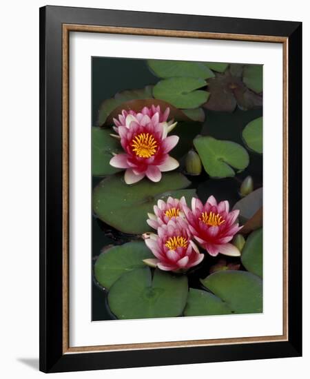 Hybrid Waterlillys, Indiana, USA-Adam Jones-Framed Photographic Print