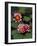 Hybrid Waterlillys, Indiana, USA-Adam Jones-Framed Photographic Print