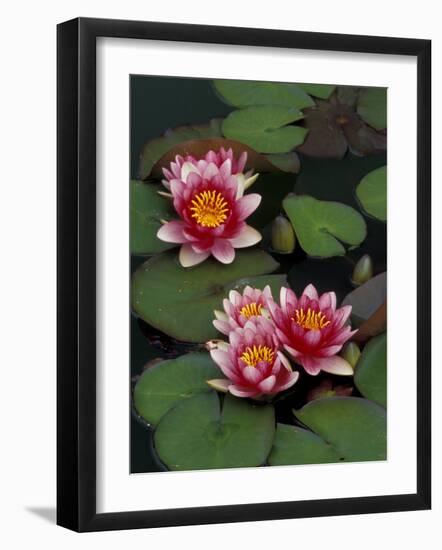 Hybrid Waterlillys, Indiana, USA-Adam Jones-Framed Photographic Print