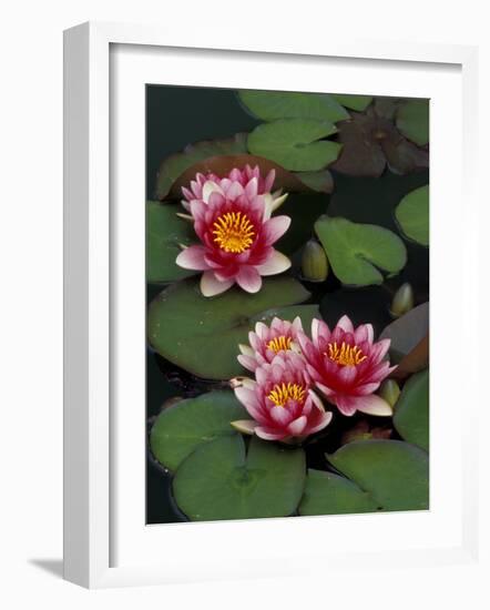 Hybrid Waterlillys, Indiana, USA-Adam Jones-Framed Photographic Print