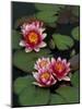 Hybrid Waterlillys, Indiana, USA-Adam Jones-Mounted Photographic Print