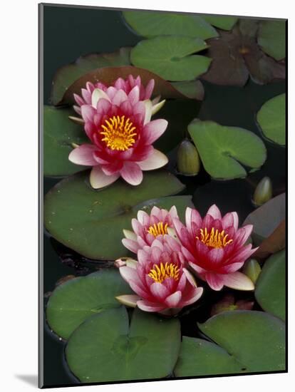 Hybrid Waterlillys, Indiana, USA-Adam Jones-Mounted Photographic Print