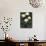Hybrid waterlilys, Indiana, USA-Adam Jones-Photographic Print displayed on a wall