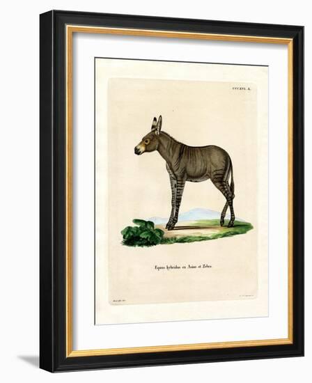 Hybridd Zebra-null-Framed Giclee Print