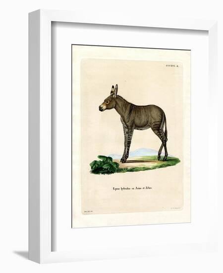 Hybridd Zebra-null-Framed Giclee Print