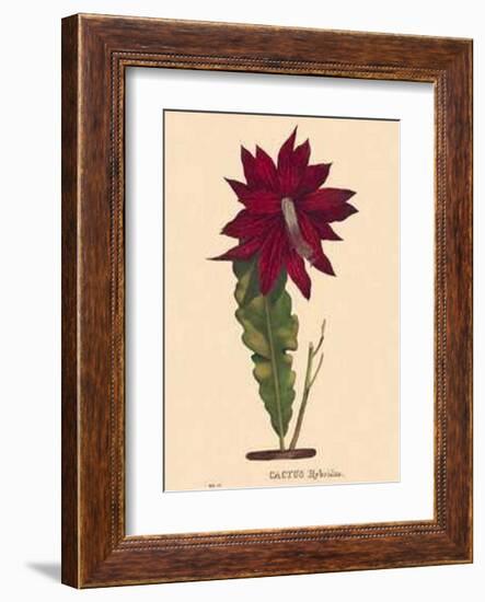 Hybridus-C^ Van Geel-Framed Art Print