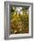 Hyde Park in Autumn, London, England, United Kingdom, Europe-Alan Copson-Framed Photographic Print