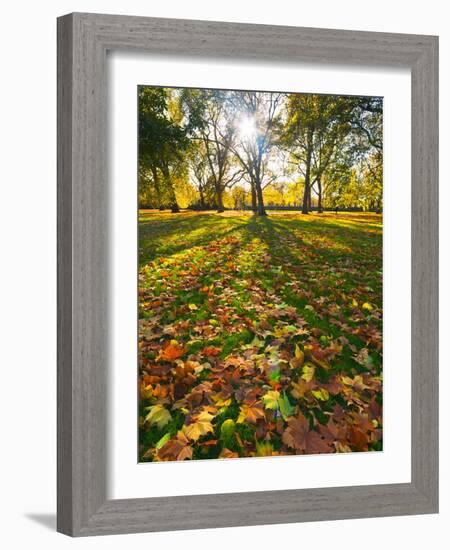 Hyde Park in Autumn, London, England, United Kingdom, Europe-Alan Copson-Framed Photographic Print