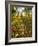 Hyde Park in Autumn, London, England, United Kingdom, Europe-Alan Copson-Framed Photographic Print