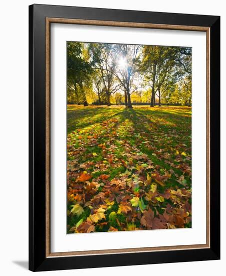 Hyde Park in Autumn, London, England, United Kingdom, Europe-Alan Copson-Framed Photographic Print