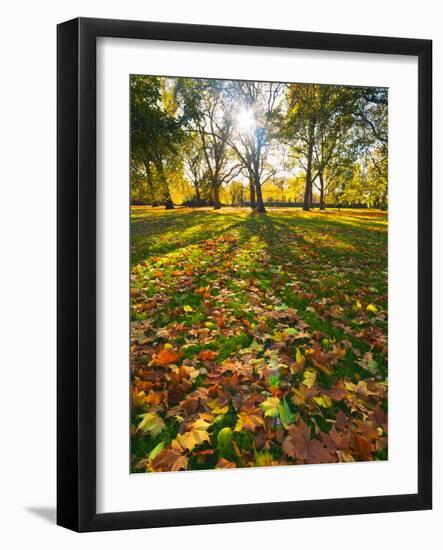 Hyde Park in Autumn, London, England, United Kingdom, Europe-Alan Copson-Framed Photographic Print