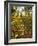 Hyde Park in Autumn, London, England, United Kingdom, Europe-Alan Copson-Framed Photographic Print