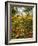 Hyde Park in Autumn, London, England, United Kingdom, Europe-Alan Copson-Framed Photographic Print